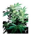 Skunk Kush 10 u. reg. Sensi Seeds