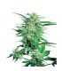 Big Bud 10 u. reg. Sensi Seeds