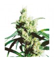 Silver Haze 10 u. reg. Sensi Seeds