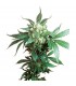 Black Domina 10 u. reg. Sensi Seeds