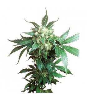 Black Domina 10 u. reg. Sensi Seeds