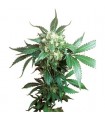 Black Domina 10 u. reg. Sensi Seeds