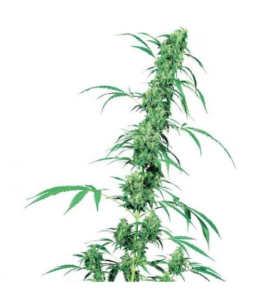 Fruity Juice 10 u. reg. Sensi Seeds
