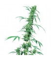 Fruity Juice 10 u. reg. Sensi Seeds