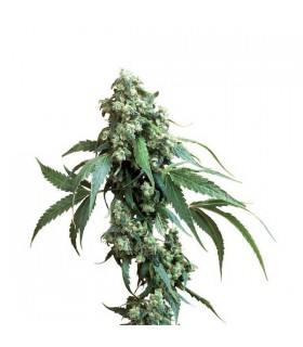 Jack Flash 10 u. reg. Sensi Seeds