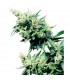 Hash Plant 10 u. reg. Sensi Seeds