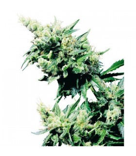 Hash Plant 10 u. reg. Sensi Seeds