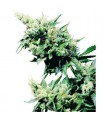 Hash Plant 10 u. reg. Sensi Seeds