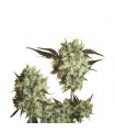 Marley's Collie 10 u. reg. Sensi Seeds AGOTADA EN ORIGEN