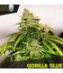 Gorilla Glue - Black Skull Seeds. - Kayamurcia.es