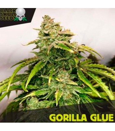 Gorilla Glue - Black Skull Seeds. - Kayamurcia.es