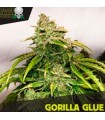 Gorilla Glue - Black Skull Seeds.
