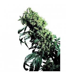 Northern Lights n5 x Haze 10 u. reg. Sensi Seeds