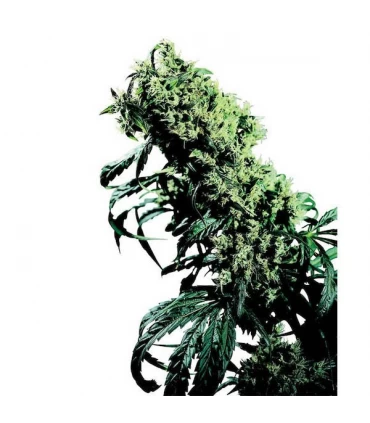 Northern Lights n5 x Haze 10 u. reg. Sensi Seeds
