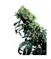Northern Lights n5 x Haze 10 u. reg. Sensi Seeds