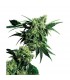 Mr. Nice G 13 X Hash Plant 10 u. reg. Sensi Seeds