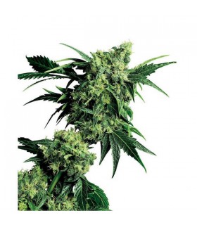 Mr. Nice G 13 X Hash Plant 10 u. reg. Sensi Seeds