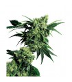 Mr. Nice G 13 X Hash Plant 10 u. reg. Sensi Seeds