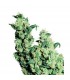 Jack Herer 10 u. reg. Sensi Seeds