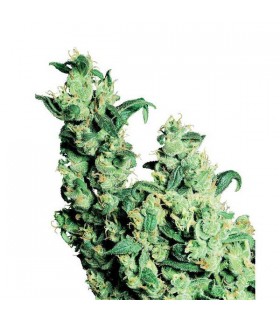 Jack Herer 10 u. reg. Sensi Seeds