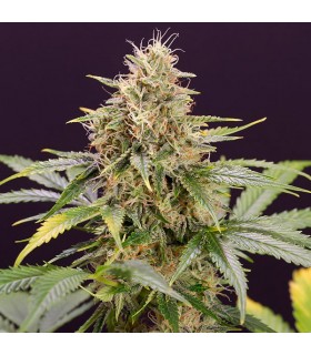 Auto Chocolate Mint OG - Humboldt