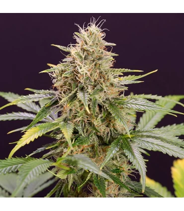 Auto Chocolate Mint OG - Humboldt
