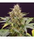 Auto Chocolate Mint OG 10 u. fem. Humboldt