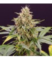 Auto Chocolate Mint OG 10 u. fem. Humboldt
