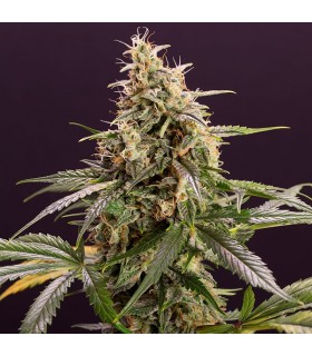Auto Chem-Bomb - Humboldt