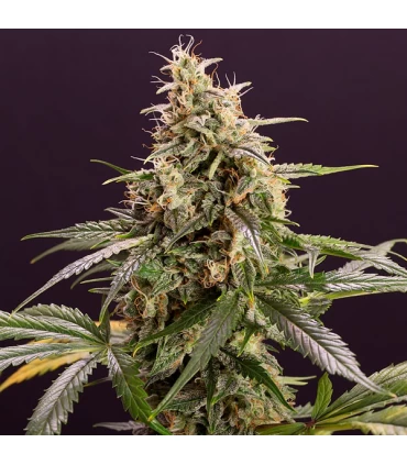 Auto Chem-Bomb - Humboldt
