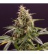 Auto Chem-Bomb  5 u. fem. Humboldt