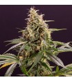 Auto Chem-Bomb  5 u. fem. Humboldt