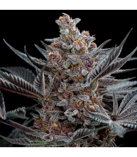 Forbidden Dream 3 u. fem. Humboldt