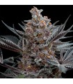 Forbidden Dream 3 u. fem. Humboldt