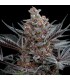 Forbidden Dream 10 u. fem. Humboldt