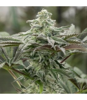 Lemon Citron - Humboldt