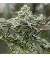 Lemon Citron - Humboldt