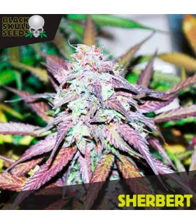 Sherbert - Black Skull Seeds. - Kayamurcia.es