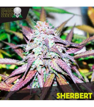 Sherbert - Black Skull Seeds. - Kayamurcia.es