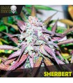 Sherbert - Black Skull Seeds.