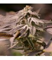 Passion Fruit Punch - Humboldt