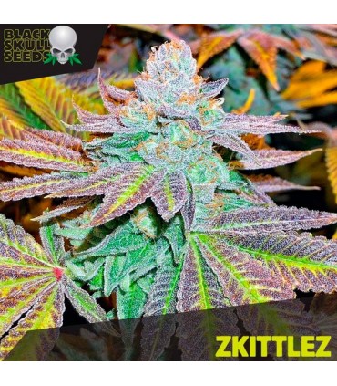 Zkittlez - Black Skull Seeds. - Kayamurcia.es