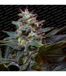 Sweet Purple 10 u. reg. Paradise Seeds