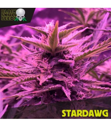 Stardawg - Black Skull Seeds. - Kayamurcia.es