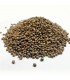 Amnesia Kush Granel 100 ud.
