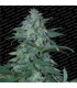 Magic Bud  10 u. reg. Paradise Seeds
