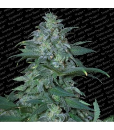Magic Bud  10 u. reg. Paradise Seeds