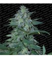 Magic Bud  10 u. reg. Paradise Seeds