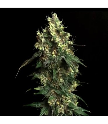 Aqua Verde - Elev8 Seeds