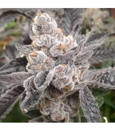 Bakers Fruit - Elev8 Seeds